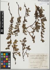 Foto von Salix glabra Scop. x Salix retusa L.